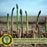 Asparagus | Two Live Plants | Non-GMO, High-Yield, Perennial