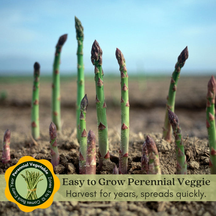 Asparagus | Two Live Plants | Non-GMO, High-Yield, Perennial