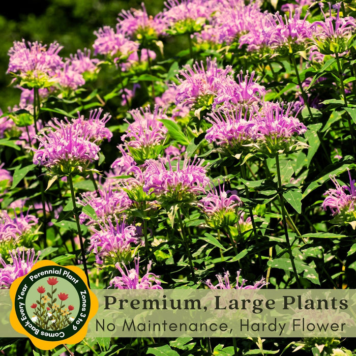 Bee Balm "Balmy Lilac" (Monarda) | Two Live Plants | Non-GMO, Hardy Flowering Perennial, Pollinator Favorite