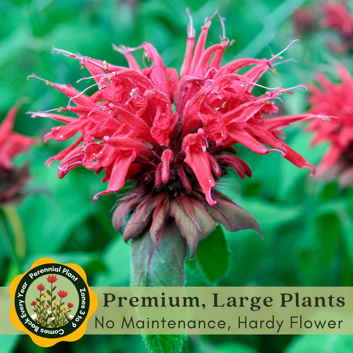 Bee Balm "Jacob Kline" (Monarda) | Two Live Plants | Non-GMO, Hardy Flowering Perennial, Pollinator Favorite