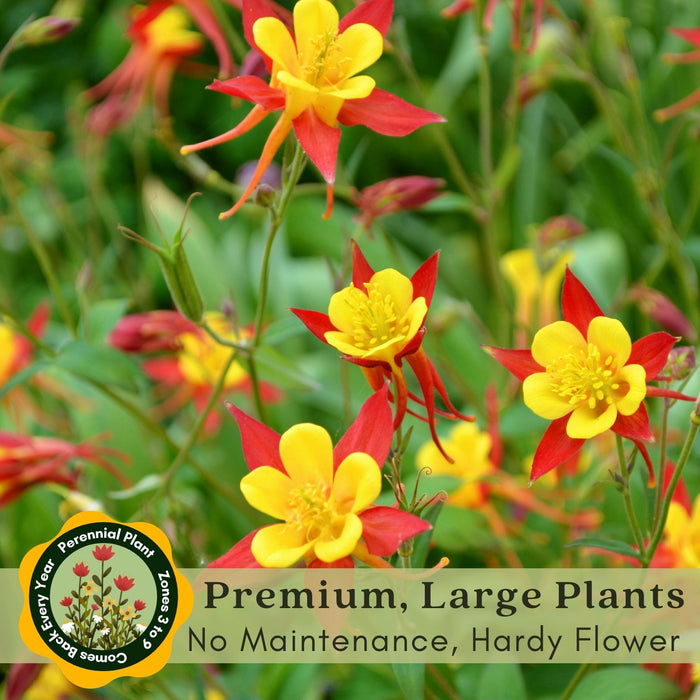 Columbine Earlybird Mix (Aquilegia) | Two Live Plants | Non-GMO, Hardy Flowering Perennial