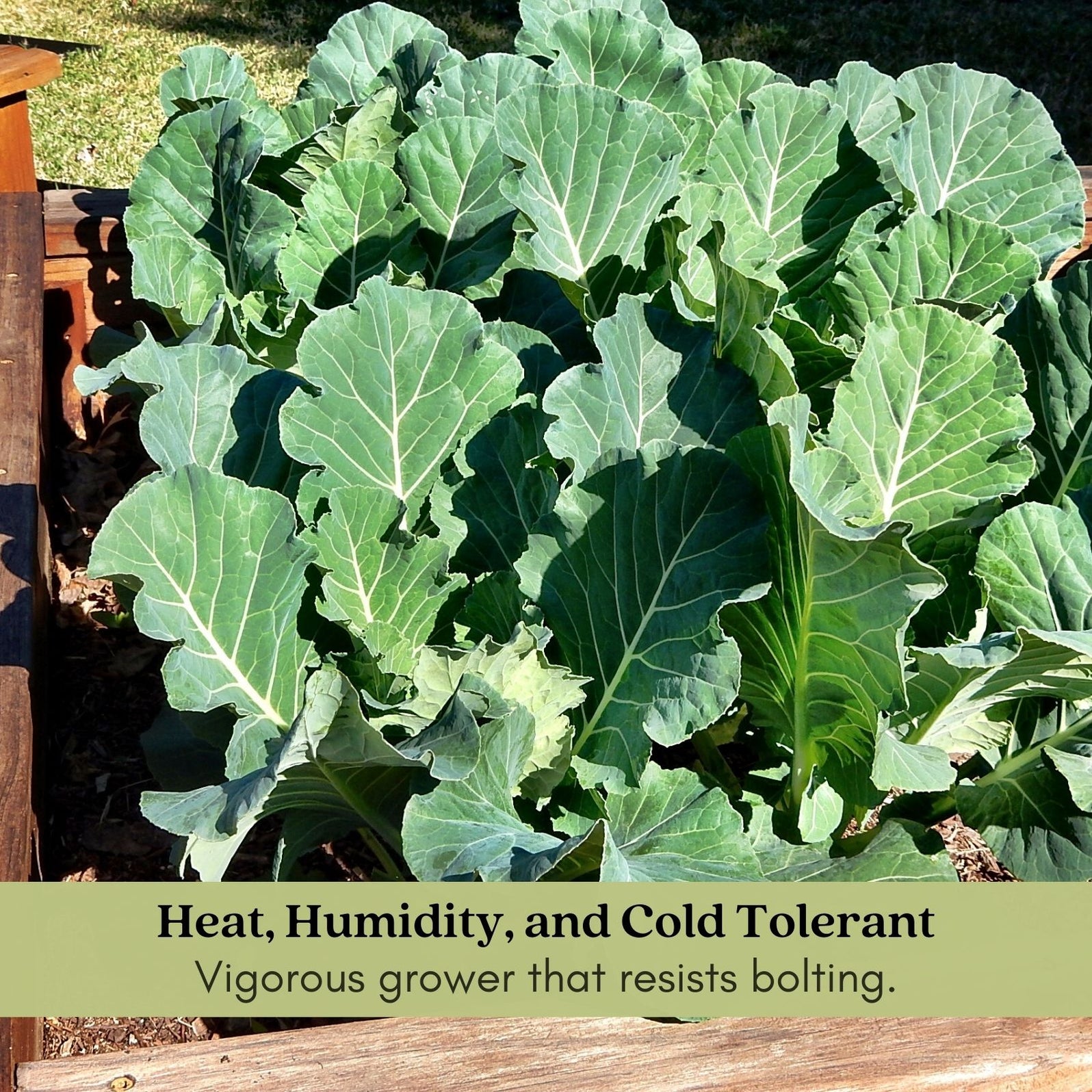 Georgia Collard Greens Seeds NON-GMO Heirloom - Multiple Size Options Packed In USA