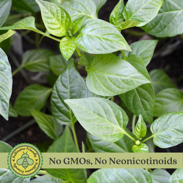 Corno Del Toro Pepper Plants | Two Live Plants | Non-GMO | Italian Sweet Frying Pepper, Long Curved Fruit, Perfect for Roasting & Grilling