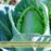 Cabbage Early Jersey Wakefield | Two Live Plants | Non-GMO | Heirloom | Early Harvest, Sweet & Tender
