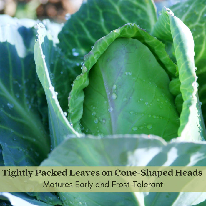 Cabbage Early Jersey Wakefield | Two Live Plants | Non-GMO | Heirloom | Early Harvest, Sweet & Tender