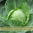 Cabbage Golden Acre Resistant | Two Live Plants | Non-GMO | Early Harvest | Sweet, Crisp & Disease Resistant
