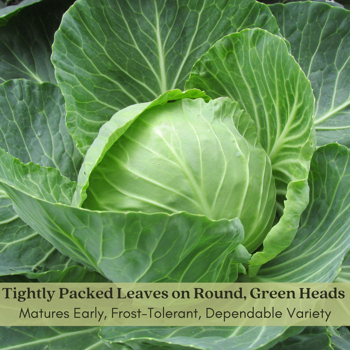 Cabbage Golden Acre Resistant | Two Live Plants | Non-GMO | Early Harvest | Sweet, Crisp & Disease Resistant
