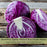 Cabbage Red Jewel | Two Live Plants | Non-GMO | Vibrant Red-Purple Heads | Crisp, Sweet & Easy to Grow