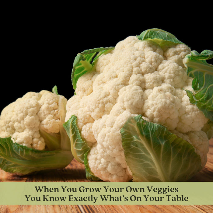 Cauliflower Amazing! | Two Live Plants | Non-GMO | Large White Heads | Crisp, Delicious & Easy to Grow