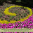 Duranta Yellow Plants | Two Live Plants | Non-GMO | Golden Foliage Accent, Heat Drought Tolerant, Easy to Grow