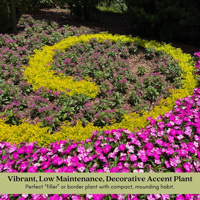 Duranta Yellow Plants | Two Live Plants | Non-GMO | Golden Foliage Accent, Heat Drought Tolerant, Easy to Grow