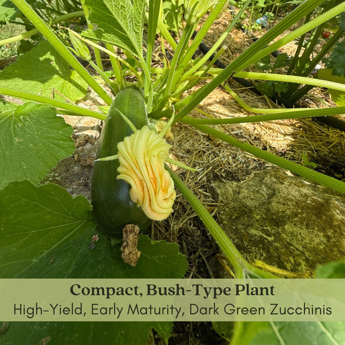 Emerald Zucchini Plants | Two Live Plants | Non-GMO | High-Yield, Tender, Compact Variety, Perfect for Grilling and Sautéing