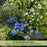 Evolvulus Beach Bum Blue | Two Live Plants | Non-GMO | Sky-Blue Blooms, Gently Trailing, Heat & Drought Tolerant Annual