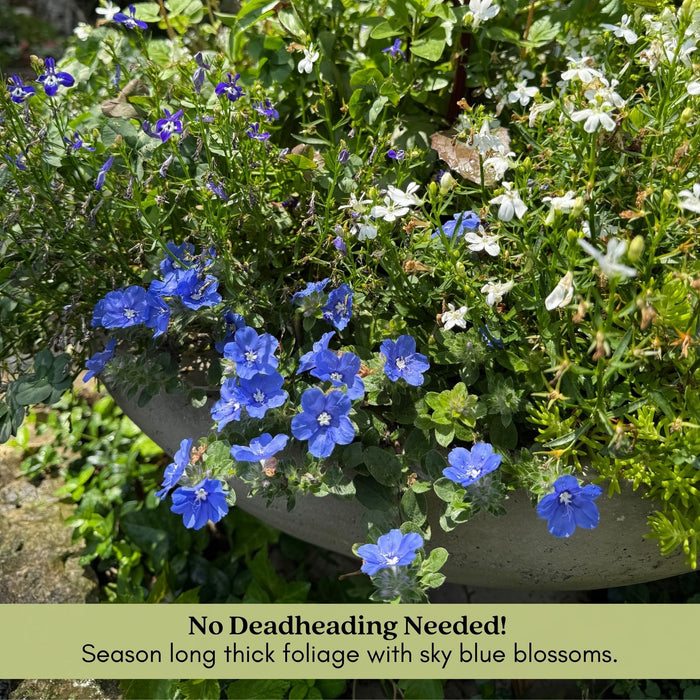 Evolvulus Beach Bum Blue | Two Live Plants | Non-GMO | Sky-Blue Blooms, Gently Trailing, Heat & Drought Tolerant Annual