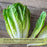 Romaine Lettuce | Two Live Plants | Non-GMO | Crisp, Sweet & Easy to Grow | Fresh Garden Favorite