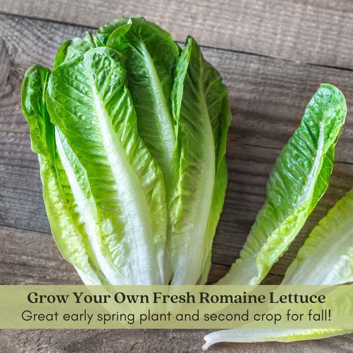 Romaine Lettuce | Two Live Plants | Non-GMO | Crisp, Sweet & Easy to Grow | Fresh Garden Favorite