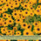 Black Eyed Susan Toto Gold Plants | Two Live Plants | Non-GMO | Compact Rudbeckia, Heat Drought Tolerant, Pollinator Friendly