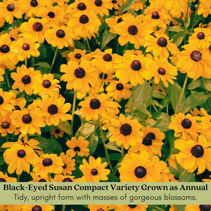 Black Eyed Susan Toto Gold Plants | Two Live Plants | Non-GMO | Compact Rudbeckia, Heat Drought Tolerant, Pollinator Friendly