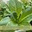 Buttercrunch Lettuce | Two Live Plants | Non-GMO | Heirloom Butterhead Lettuce | Sweet, Tender & Easy to Grow