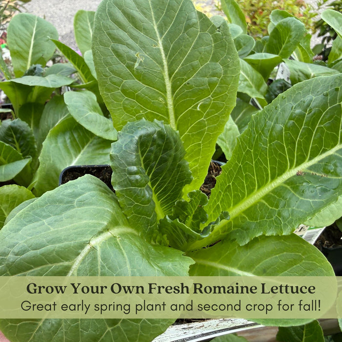 Buttercrunch Lettuce | Two Live Plants | Non-GMO | Heirloom Butterhead Lettuce | Sweet, Tender & Easy to Grow
