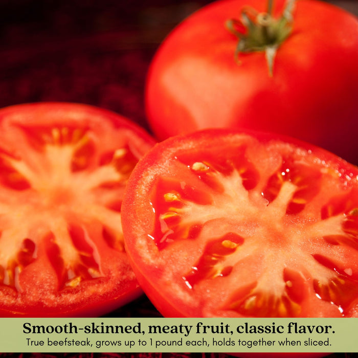 Big Boy Tomato Plants | Two Live Garden Plants | Non-GMO, Great Canner & Slicer