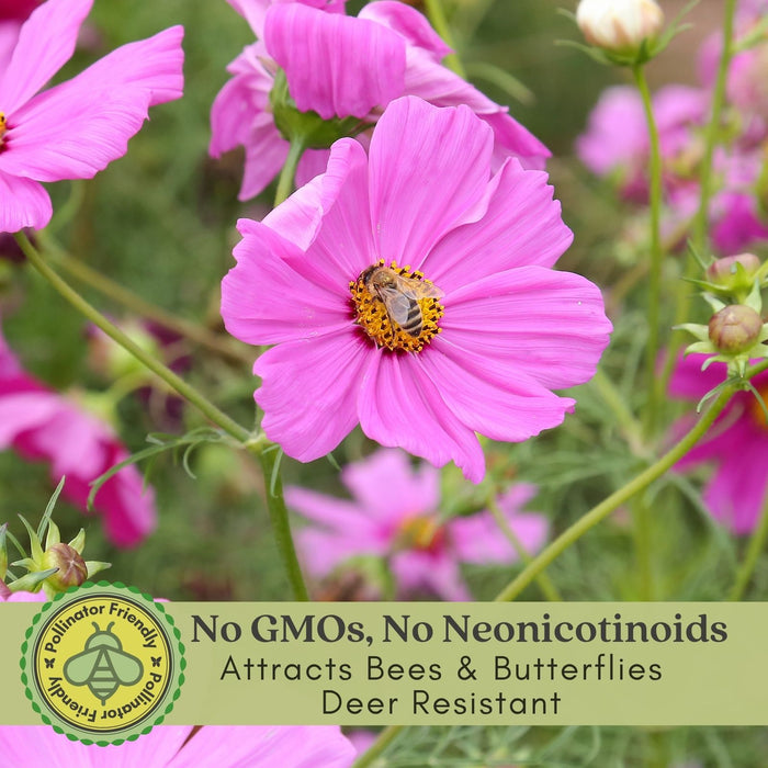 Coreopsis “Rosea” (Tickseed) Plants | Two Live Plants | Non-GMO | Hardy Flowering Perennial, Long Blooming, Pollinator Friendly