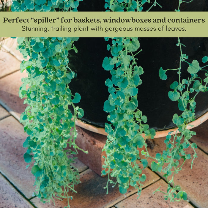 Dichondra Emerald Falls | Two Live Plants | Non-GMO | Cascading, Lush Green Foliage | Heat Drought Tolerant