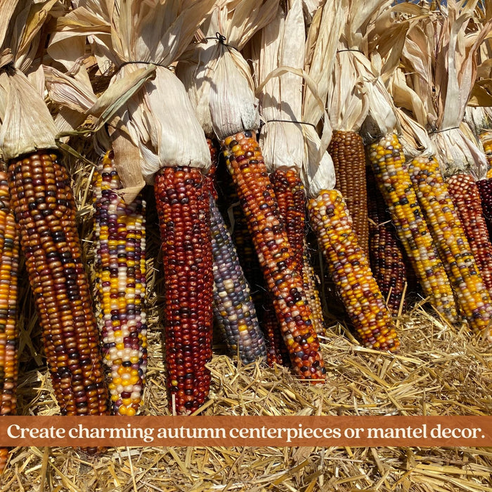 Giant Real Indian Corn | Midwest Grown, Six 12-Inch Ornamental Ears with Husks