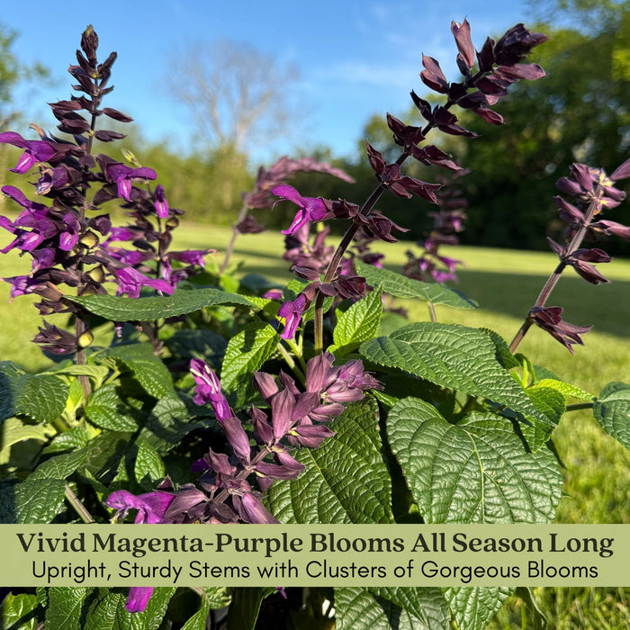 Purple and Bloom Salvia | Two Live Plants | Non-GMO | Pollinator Magnet, Heat Tolerant, Low Maintenance