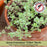 Silver Edge Thyme | Two Live Herb Plants | Non-GMO, Ornamental & Edible