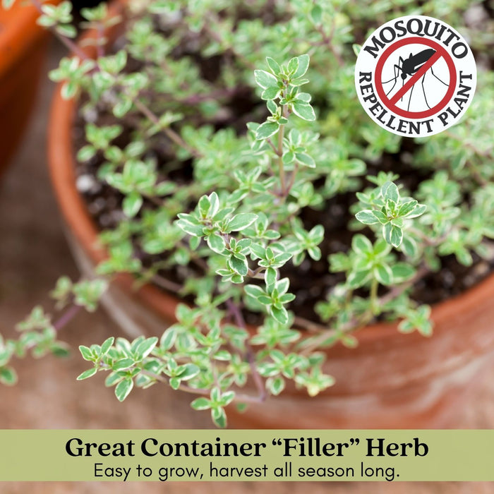 Silver Edge Thyme | Two Live Herb Plants | Non-GMO, Ornamental & Edible