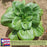 Pak Choi Bopak | Two Live Plants | Non-GMO | Crisp, Tender Asian Green | Fast Growing & Easy to Grow