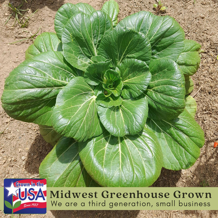 Pak Choi Bopak | Two Live Plants | Non-GMO | Crisp, Tender Asian Green | Fast Growing & Easy to Grow