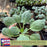 Brussels Sprouts Jade Cross | Two Live Plants | Non-GMO | Sweet, Tender & Cold Hardy | Easy Garden Vegetable