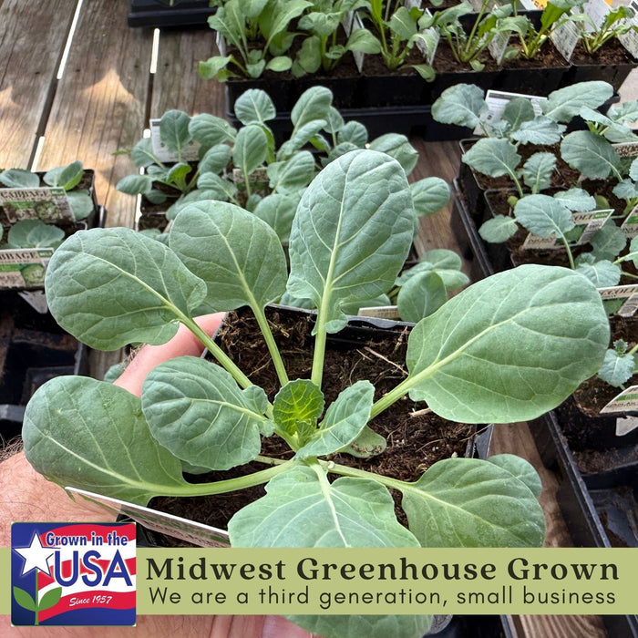 Brussels Sprouts Jade Cross | Two Live Plants | Non-GMO | Sweet, Tender & Cold Hardy | Easy Garden Vegetable
