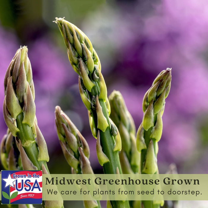 Asparagus | Two Live Plants | Non-GMO, High-Yield, Perennial