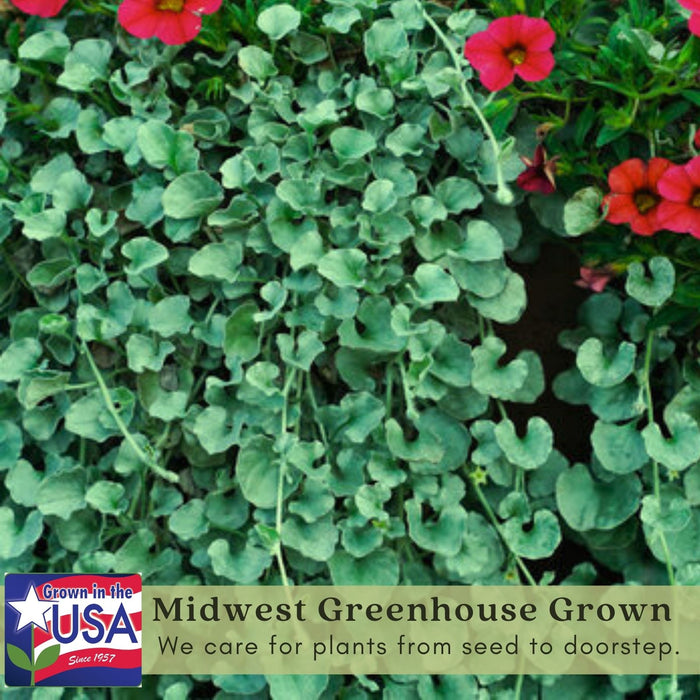 Dichondra Emerald Falls | Two Live Plants | Non-GMO | Cascading, Lush Green Foliage | Heat Drought Tolerant