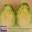 Cabbage Early Jersey Wakefield | Two Live Plants | Non-GMO | Heirloom | Early Harvest, Sweet & Tender