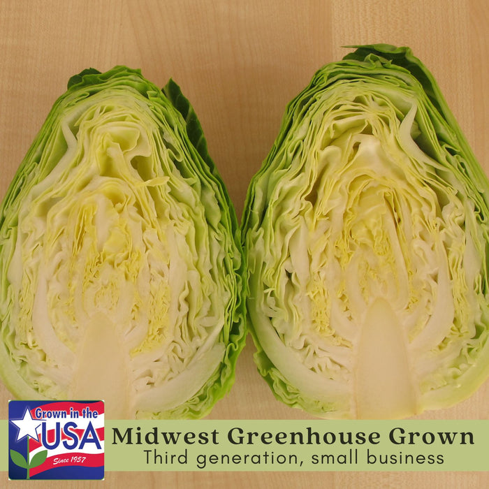 Cabbage Early Jersey Wakefield | Two Live Plants | Non-GMO | Heirloom | Early Harvest, Sweet & Tender