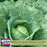 Cabbage Golden Acre Resistant | Two Live Plants | Non-GMO | Early Harvest | Sweet, Crisp & Disease Resistant