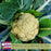 Cauliflower Amazing! | Two Live Plants | Non-GMO | Large White Heads | Crisp, Delicious & Easy to Grow