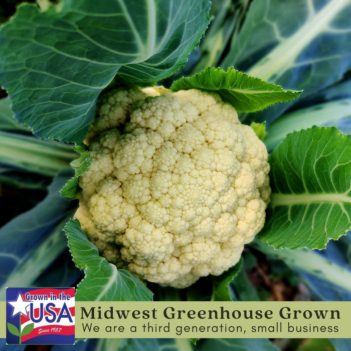 Cauliflower Amazing! | Two Live Plants | Non-GMO | Large White Heads | Crisp, Delicious & Easy to Grow