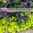 Duranta Yellow Plants | Two Live Plants | Non-GMO | Golden Foliage Accent, Heat Drought Tolerant, Easy to Grow