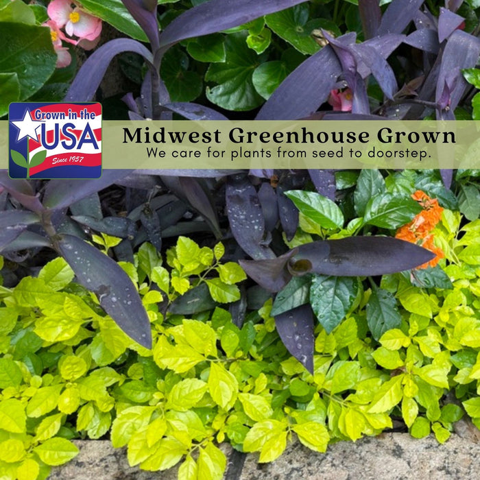 Duranta Yellow Plants | Two Live Plants | Non-GMO | Golden Foliage Accent, Heat Drought Tolerant, Easy to Grow