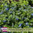 Evolvulus Beach Bum Blue | Two Live Plants | Non-GMO | Sky-Blue Blooms, Gently Trailing, Heat & Drought Tolerant Annual