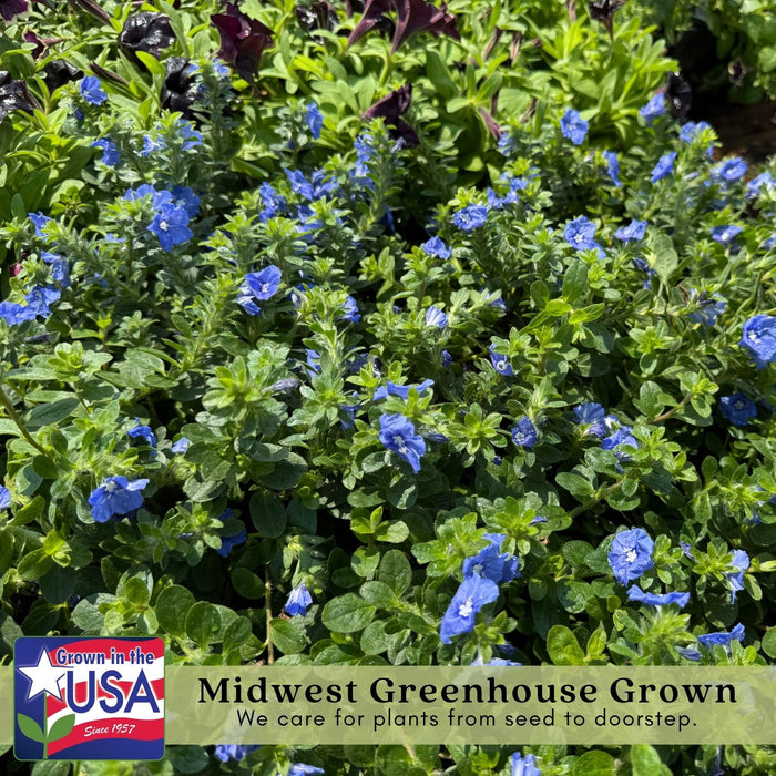 Evolvulus Beach Bum Blue | Two Live Plants | Non-GMO | Sky-Blue Blooms, Gently Trailing, Heat & Drought Tolerant Annual