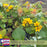 Lysimachia Variegated Lemon | Two Live Plants | Non-GMO | Perennial, Golden Variegated Foliage, Gently Trailing, Low Maintenance