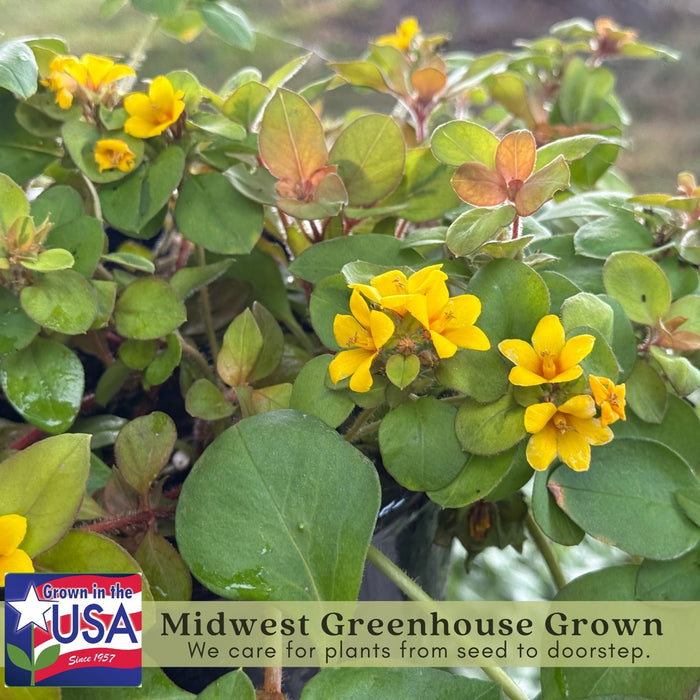 Lysimachia Variegated Lemon | Two Live Plants | Non-GMO | Perennial, Golden Variegated Foliage, Gently Trailing, Low Maintenance