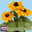 Black Eyed Susan Toto Gold Plants | Two Live Plants | Non-GMO | Compact Rudbeckia, Heat Drought Tolerant, Pollinator Friendly