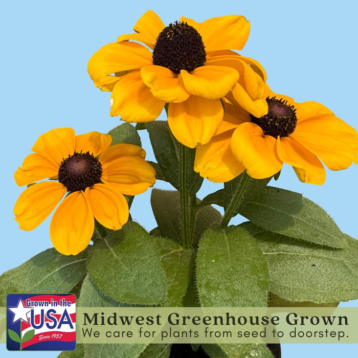 Black Eyed Susan Toto Gold Plants | Two Live Plants | Non-GMO | Compact Rudbeckia, Heat Drought Tolerant, Pollinator Friendly